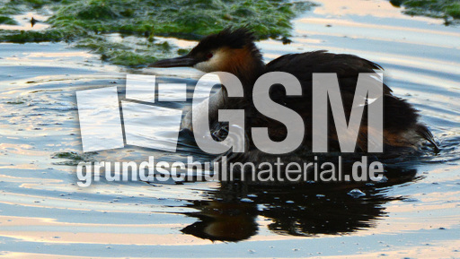 Haubentaucher (12).jpg